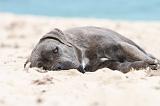 CANE CORSO 625